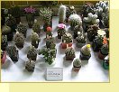 Výstava kaktusů a sukulentů 