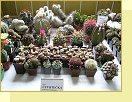 Výstava kaktusů a sukulentů 