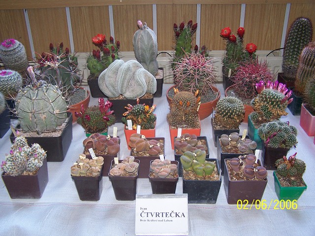 Výstava kaktusů a sukulentů Safari 2007